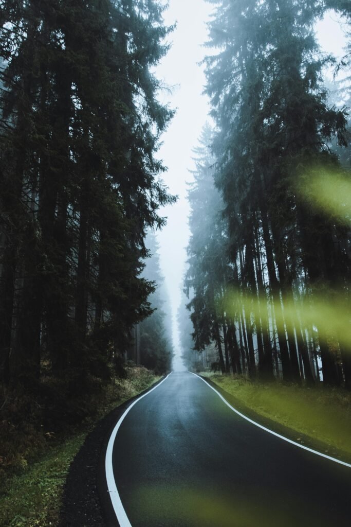 Asphalt Road Between Green Trees